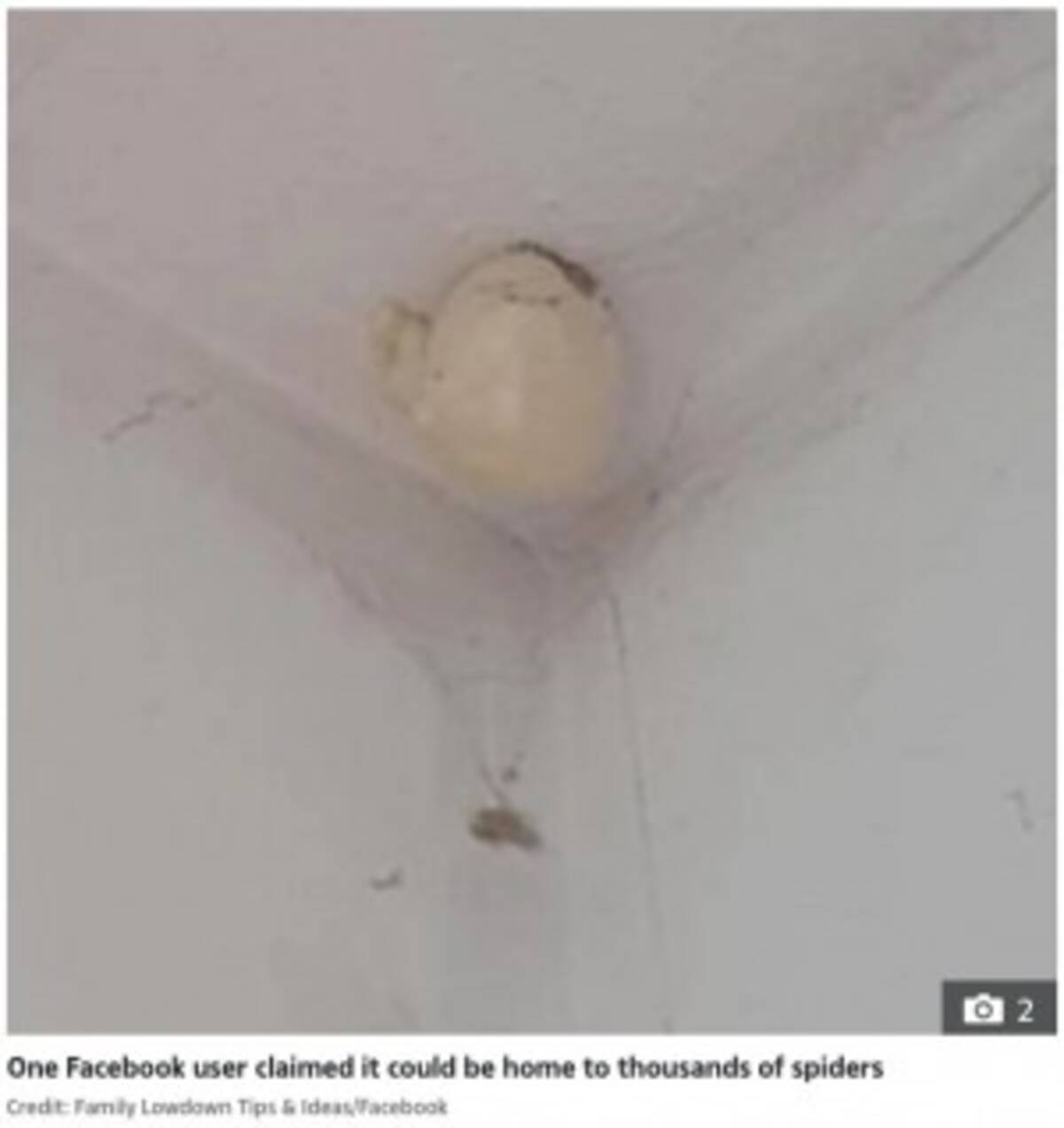 クローゼットにできた 謎の卵 は蜘蛛 Snsで話題もその正体に拍子抜け 豪 21年8月17日 エキサイトニュース クローゼットにできた 謎の卵 は蜘蛛 Snsで話題もその正体に拍子抜け 豪 21年8月17日 エキサイトニュース