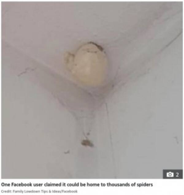 クローゼットにできた 謎の卵 は蜘蛛 Snsで話題もその正体に拍子抜け 豪 21年8月17日 エキサイトニュース クローゼットにできた 謎の卵 は蜘蛛 Snsで話題もその正体に拍子抜け 豪 21年8月17日 エキサイトニュース