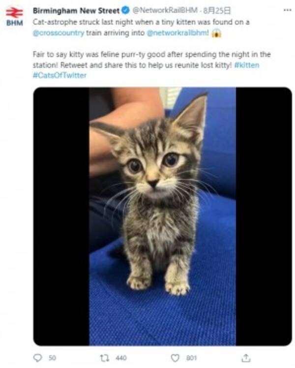 電車内で生後5週間の子猫を発見 駅員は 自ら乗るには幼すぎる 英 動画あり 21年8月31日 エキサイトニュース