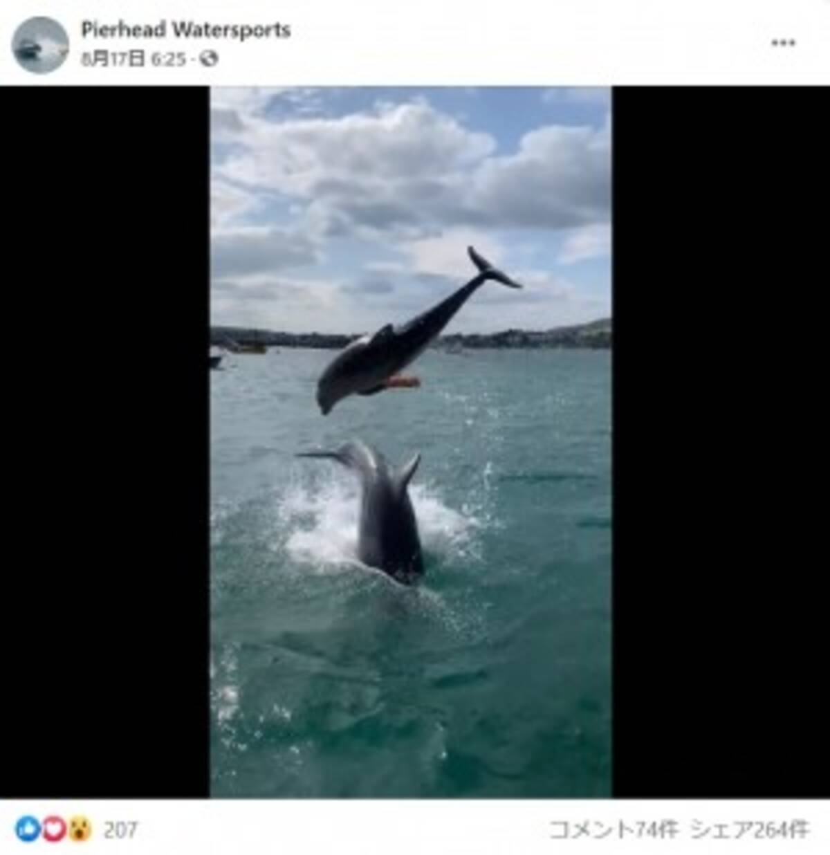 野生のイルカが目の前で何度も大ジャンプ 天然の水族館のような光景に歓喜 英 動画あり 21年9月1日 エキサイトニュース