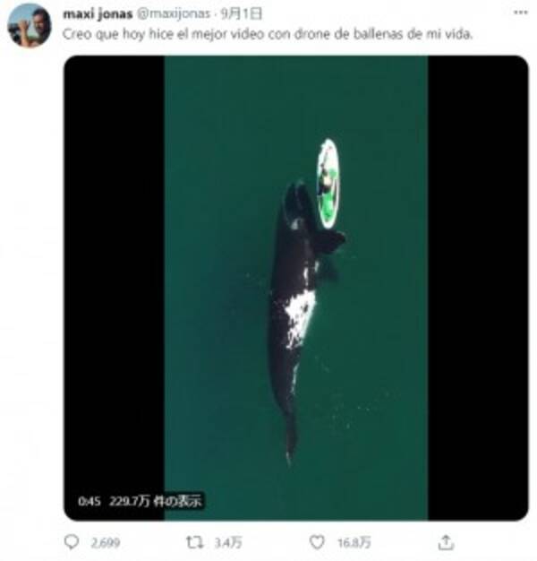 巨大なクジラがパドルボードを優しくプッシュ 貴重な光景に 素晴らしい体験だ アルゼンチン 動画あり 21年9月7日 エキサイトニュース