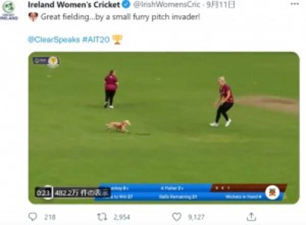 クリケットの試合に大興奮の犬が乱入 見事ボールをキャッチして実況者も笑い止まらず 北アイルランド 動画あり 21年9月17日 エキサイトニュース