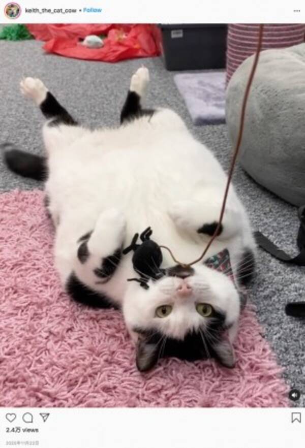 盗み食いする10キロ超の肥満猫 飼い主は冷蔵庫に鍵をつける羽目に 英 動画あり 21年9月17日 エキサイトニュース 盗み食いする10キロ超の肥満猫 飼い主は冷蔵庫に鍵をつける羽目に 英 動画あり 21年9月17日 エキサイトニュース