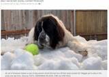 「安楽死直前の愛犬に最後の雪遊びをプレゼント「穏やかで平和的な別れを」（米）＜動画あり＞」の画像1