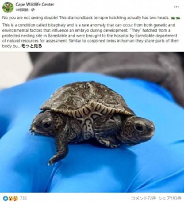頭が2つ 脚が6本のカメが誕生 それぞれ3本の脚を動かして器用に泳ぐ姿も 米 21年10月13日 エキサイトニュース 頭が2つ 脚が6本のカメが誕生 それぞれ3本の脚を動かして器用に泳ぐ姿も 米 21年10月13日 エキサイトニュース