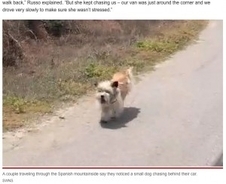 山でひとりぼっちだった犬、走行する車を追いかけて新しい飼い主を見つける（スペイン）＜動画あり＞