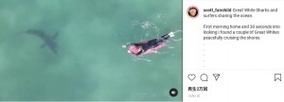 サーフィンをする親子に接近するホホジロザメの姿をドローンが捉える（米）＜動画あり＞