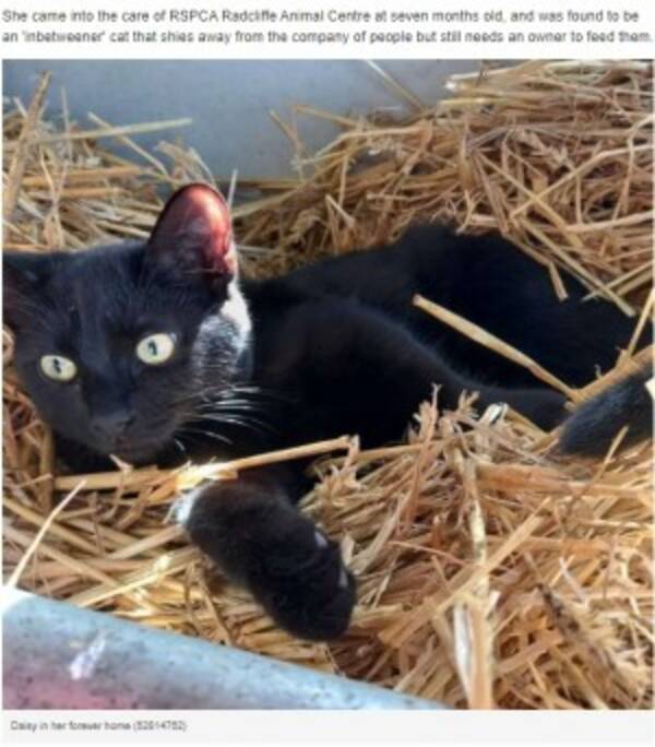 人間嫌いで居場所のなかった猫 最高の家と友達を見つけ幸せな生活を送る 英 21年11月9日 エキサイトニュース