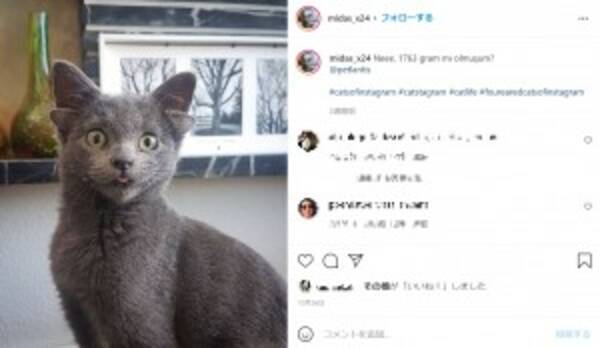 4つの耳を持って生まれた猫 愛らしい姿に 神話に出てきそう トルコ 21年11月13日 エキサイトニュース