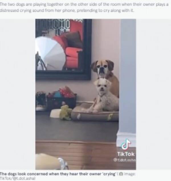 再生回数0万回超 飼い主が泣くのを聞いた犬2匹の反応にほっこり カナダ 動画あり 21年11月15日 エキサイトニュース
