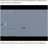 「トナカイを水中に沈めるホッキョクグマの狩り　気候変動の影響で獲物に変化（ノルウェー）＜動画あり＞」の画像1