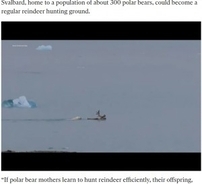 トナカイを水中に沈めるホッキョクグマの狩り　気候変動の影響で獲物に変化（ノルウェー）＜動画あり＞