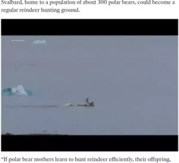「トナカイを水中に沈めるホッキョクグマの狩り　気候変動の影響で獲物に変化（ノルウェー）＜動画あり＞」の画像