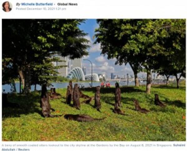 野生のカワウソに襲われた男性 26か所も噛まれて本当に死ぬかと思った シンガポール 21年12月12日 エキサイトニュース