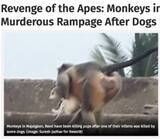 「「復讐に燃える」猿の群れ、犬に子猿を殺されて250匹もの子犬の命を奪う（印）」の画像1