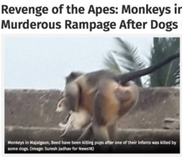「「復讐に燃える」猿の群れ、犬に子猿を殺されて250匹もの子犬の命を奪う（印）」の画像