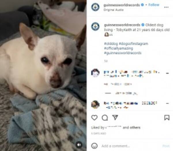 人間だと約100歳 21歳66日のチワワ 存命中の世界最高齢の犬に 米 動画あり 22年4月日 エキサイトニュース