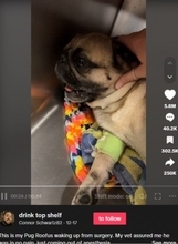 去勢手術後の犬、麻酔から覚めて叫ぶ声に大反響「悲しい反面、大笑い」＜動画あり＞