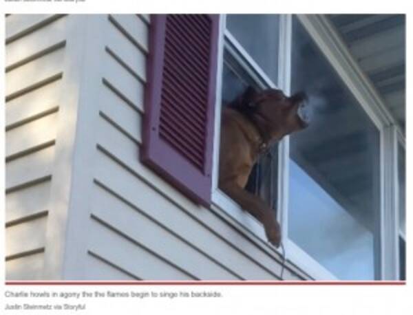 来るんだ チャーリー 炎が迫る中 救助者の呼びかけに2階からジャンプした犬 米 動画あり 22年4月30日 エキサイトニュース