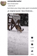 「なんて賢い犬！」前足で転がし雪玉を作るジャーマン・シェパードが人気（カナダ）＜動画あり＞