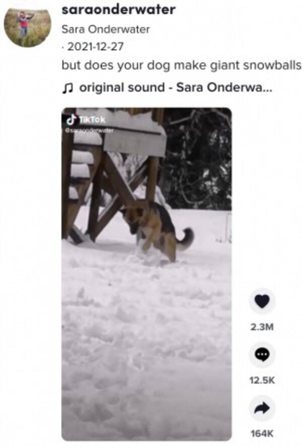 なんて賢い犬 前足で転がし雪玉を作るジャーマン シェパードが人気 カナダ 動画あり 22年1月7日 エキサイトニュース