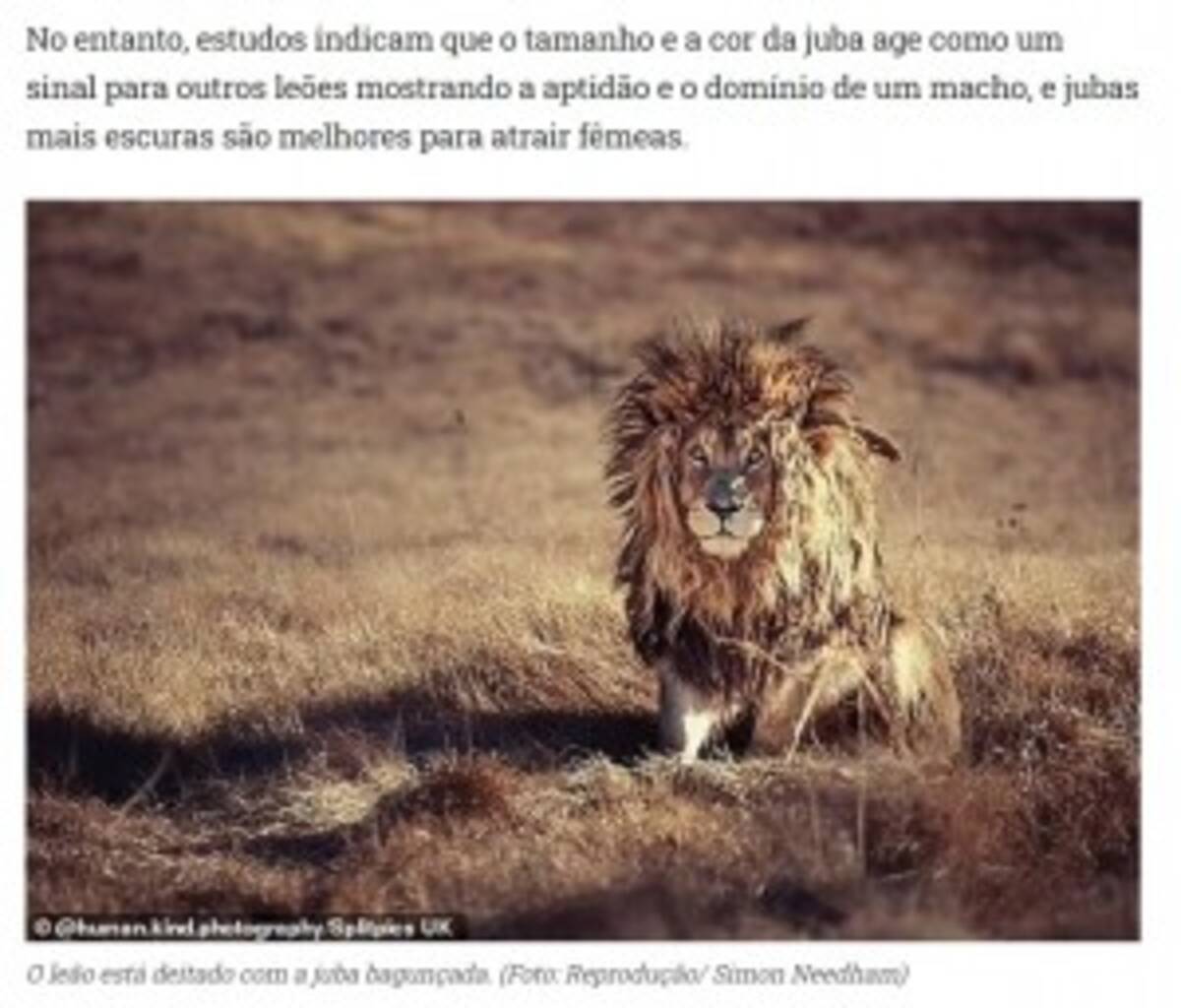 寝起き姿は人間と同じ たてがみがボサボサのライオンが微笑ましい 南ア 22年2月2日 エキサイトニュース 寝起き姿は人間と同じ たてがみがボサボサのライオンが微笑ましい 南ア 22年2月2日 エキサイトニュース