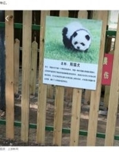 中国の動物園、集客のためチャウチャウを染め“パンダ犬”にして物議＜動画あり＞