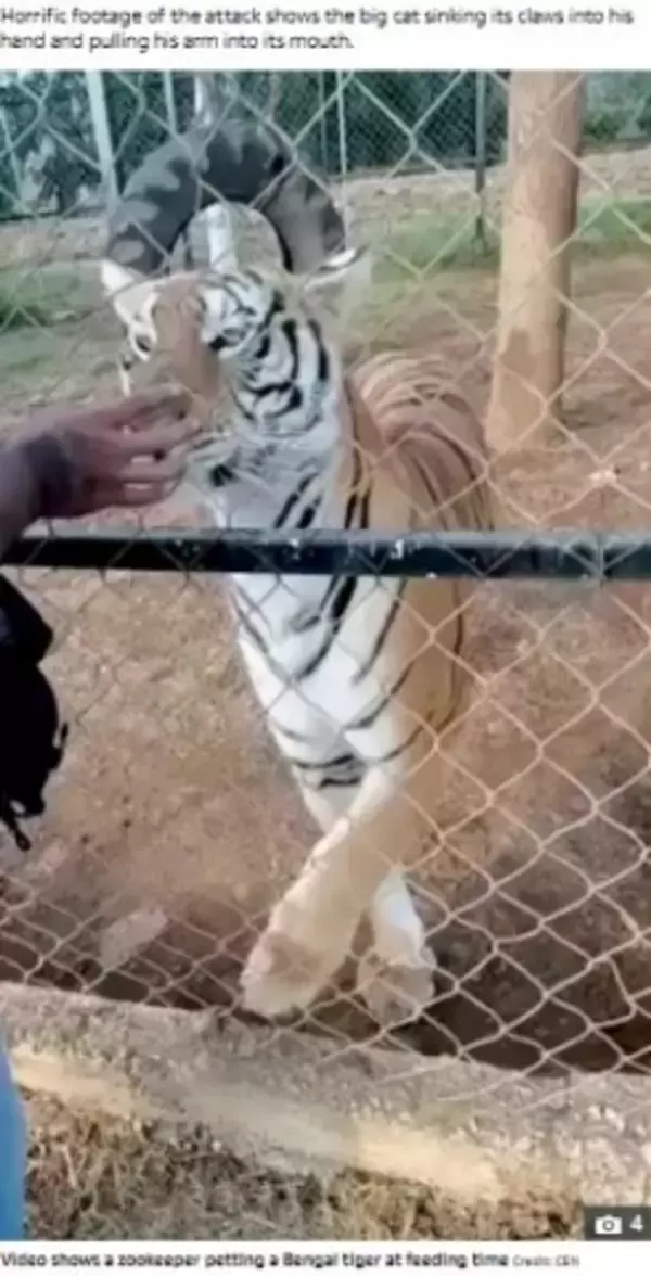 トラをなでようとした飼育員、手を噛まれて引っ張られ4日後に死亡（メキシコ）＜動画あり＞