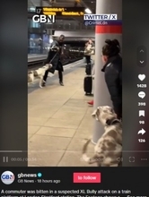 電車が近づく駅のホームで男性を突然襲った大型犬　飼い主に非難殺到（英）＜動画あり＞