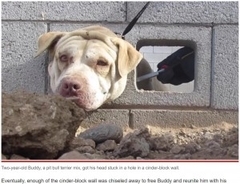 ブロック塀に頭がはまってしまった犬　他の犬に噛まれる二重の災難に見舞われながらも無事救出（米）＜動画あり＞