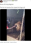 ライオンの檻に指を突っ込んだ動物園のガイド、来園客の前で指を噛み切られる（ジャマイカ）＜動画あり＞