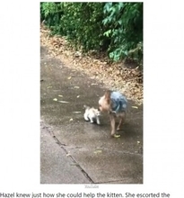 「ママ、この子飼ってもいい？」庭から抜け出した犬、子猫を連れて帰る（米）＜動画あり＞