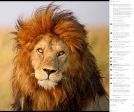 “キング”と呼ばれたライオンをオス3頭が襲う、壮絶で威厳ある最期に衝撃（タンザニア）＜動画あり＞