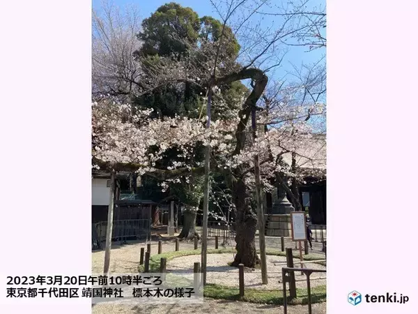 「東京・靖国神社　桜の標本木　一日足らずで続々とほころび、満開迫る　都心で見頃も」の画像