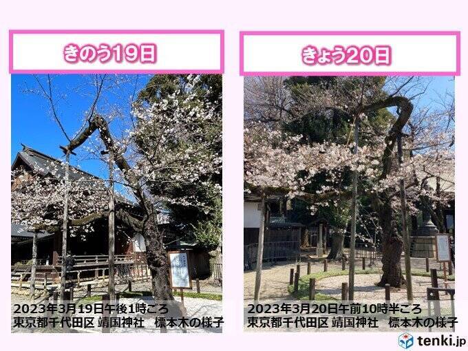東京・靖国神社　桜の標本木　一日足らずで続々とほころび、満開迫る　都心で見頃も