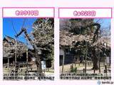 「東京・靖国神社　桜の標本木　一日足らずで続々とほころび、満開迫る　都心で見頃も」の画像2