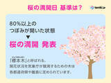 「東京・靖国神社　桜の標本木　一日足らずで続々とほころび、満開迫る　都心で見頃も」の画像3