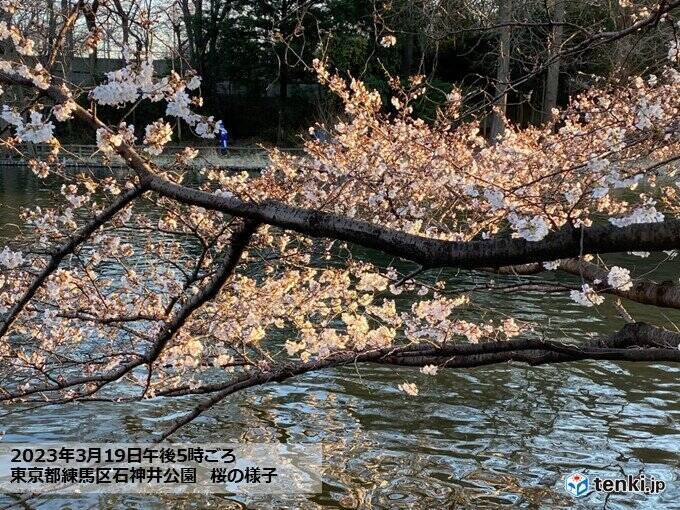 東京・靖国神社　桜の標本木　一日足らずで続々とほころび、満開迫る　都心で見頃も