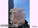 「東京・靖国神社　桜の標本木　一日足らずで続々とほころび、満開迫る　都心で見頃も」の画像5