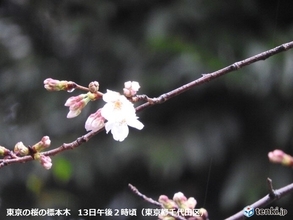 東京の桜　きょう13日の開花発表は見送り　咲いている花があるのになぜ?