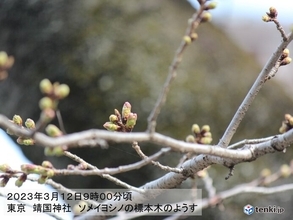 3月上旬の気温は広く平年上回る　東京の桜のつぼみもピンク色に　開花近づく