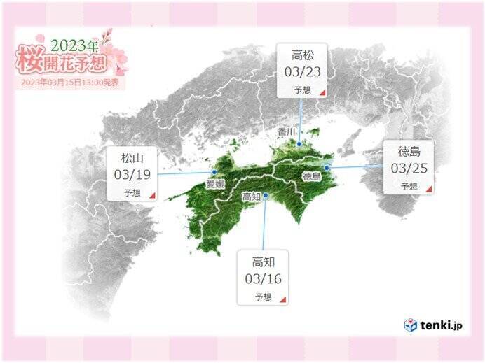 愛媛県宇和島市と高知県宿毛市で桜が開花