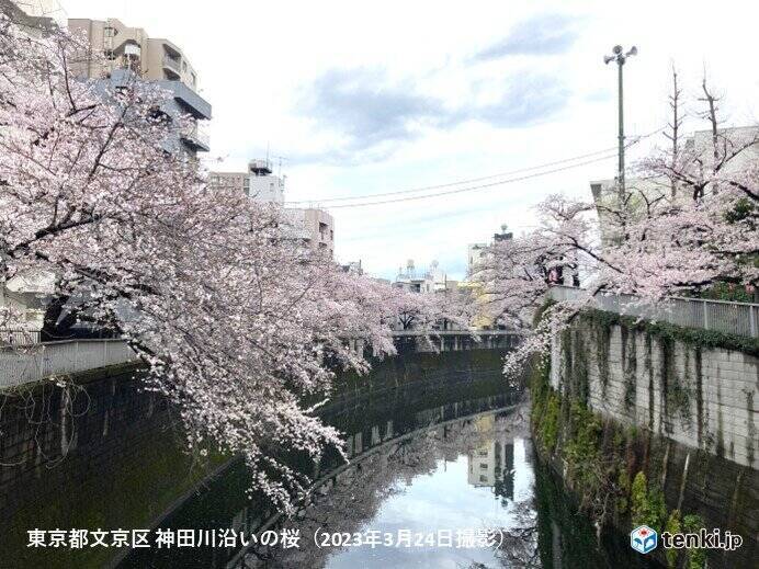 桜前線みちのく入り　福島でソメイヨシノ開花　統計開始以来最も早い　各地で桜見頃