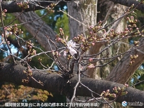 福岡や松山で桜(ソメイヨシノ)開花　今日は桜開花ラッシュへ