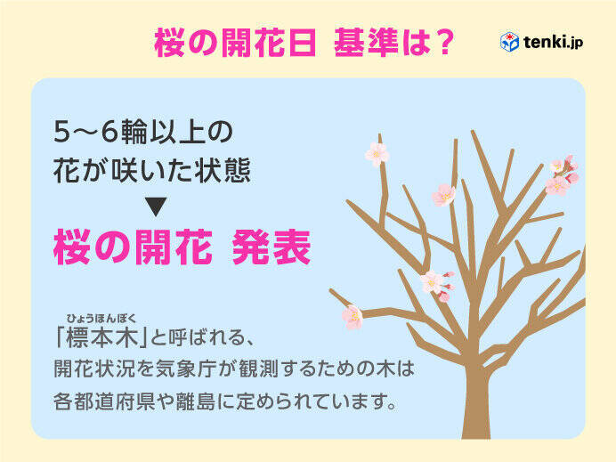 福岡や松山で桜(ソメイヨシノ)開花　今日は桜開花ラッシュへ