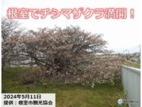 北海道・根室でチシマザクラ満開　チシマザクラってどんな桜?