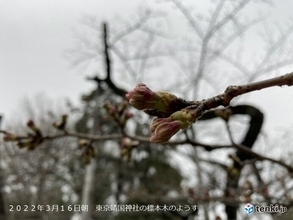 3月前半の日照時間　東京は9年ぶりの多さ　サクラの蕾も喜ぶ　たっぷりの日差し