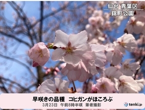 お花見いつ行く?　東北の桜開花・満開予想はさらに早まる　仙台は25日予想