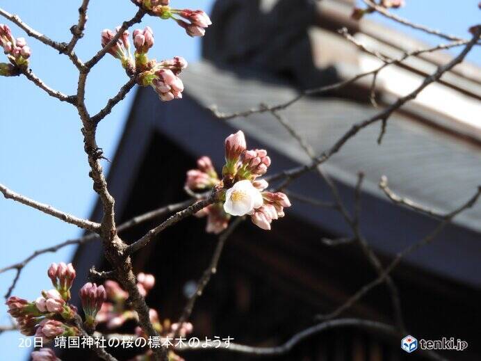 熊本で桜が開花　東京の桜開花もカウントダウン