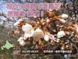 「北海道　稚内と根室で桜開花　桜前線終着!」の画像1